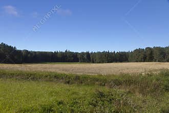 Glade in front of a coniferous forest on a clear summer day