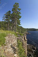 Pine trees on a rocky cliff above the water