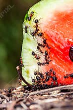 Adult Female Carpenter Ant of the genus Camponotus eating watermelon