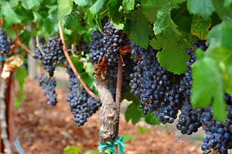 Wine grapes from Napa Valley, California