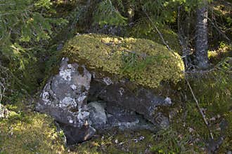 A moss-covered rock in a coniferous forest