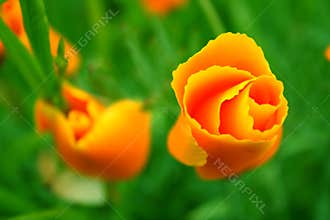 Orange flowers
