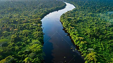 Areal view of a winding river cutting through lush rainforest at dawn