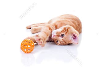 Cat White