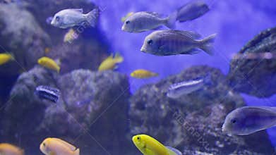 Colorful surgeonfish fishes sea aquarium coral reef water