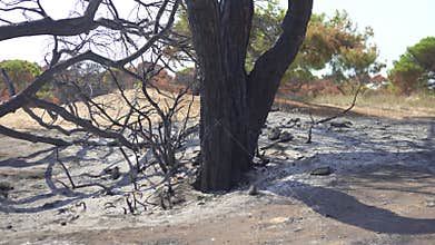 Ashes, burnt trees after a fire in a Turkish forest