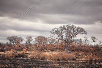 Bushfire aftermath showing fire ravaged trees and grass.