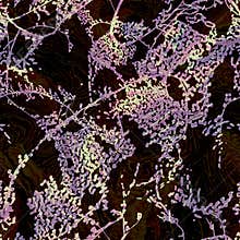 Biome ecosystem abstract dark texture in deep brown tones