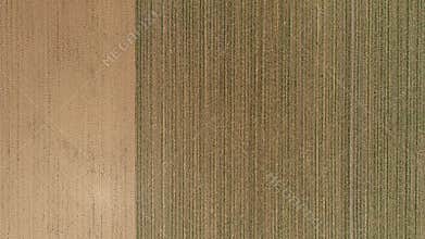 Aerial View Two Adjacent Farmland Fields, One Freshly Plowed Brown, Other With Neatly Planted Rows