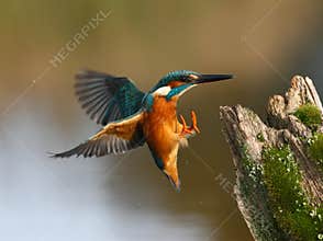 Kingfisher, Alcedo atthis