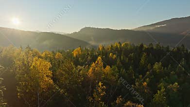Mountains forest season pine tree view aerial hill wood magic mist