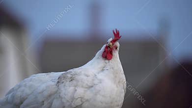A white chicken runs through green meadow and looks for food nearby.