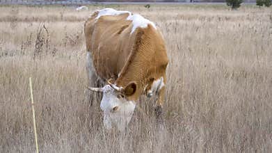 A cow grazes peacefully in a lush pasture under a gloomy sky in the tranquil countryside