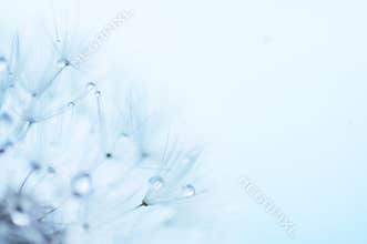 Blue abstract floral background, closeup of dandelion flowers