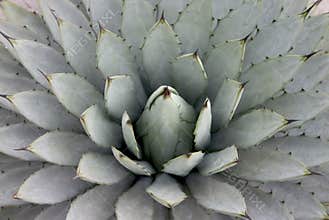 Agave plant