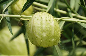 Closeup of the hairy Butterfly Milk Weed Balloon plant with scientific name Gomphocarpus physocarpus
