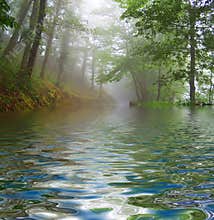 Forest fog