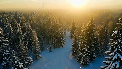 Aerial view of a winding snow covered road going through a dense forest covered in snow with the sun shining through the