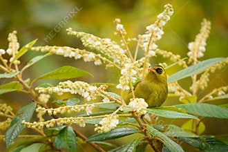 Mountain blackeye Zosterops emiliae also olive blackeye or simply black-eye, passerine bird in Zosteropidae endemic to the highest