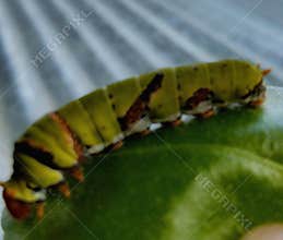 A caterpillar, which is the larval stage of a butterfly or moth.