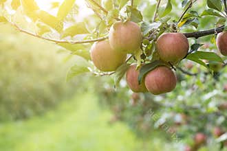 Apples On Tree In Apple Orchard