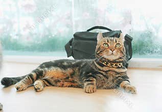 cat at home. Portrait of cute pet waiting and looking ,cat playing and activity.