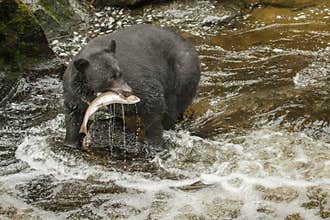 Black Bear