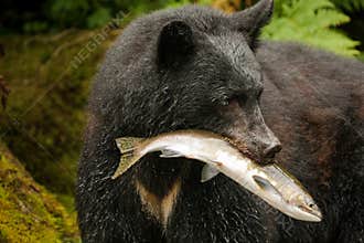 American Black Bear