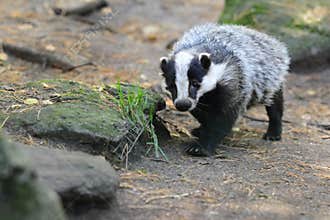 European badger