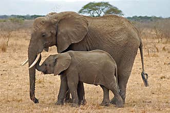 Elephant with Baby