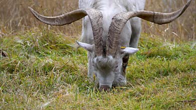 Goat breeding in the village. goat with big horns is a male eating grass in a field in the village. The concept of