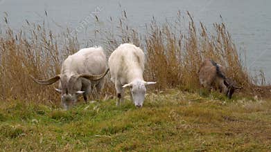 curious goats are exploring a beautiful, lush landscape, showcasing their natural behavior in rural scenery. Goats