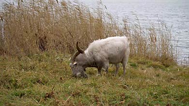 A goat with big horns grazes on a farm in autumn. serene and tranquil White goat is gracefully grazing in the tall reeds