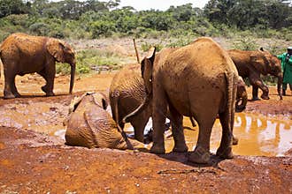 Playful elephants