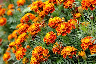 Marigold