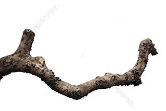 dry tree branch