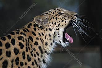 Amur leopard