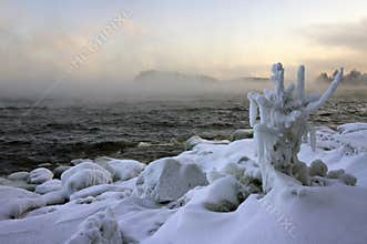 A snow-covered bush on the shore of a misty lake