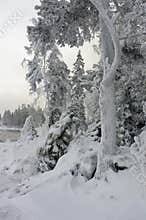 White pine on the white shore of Lake Ladoga