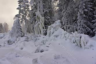 The trees in the snowy forest iced over like skulpits