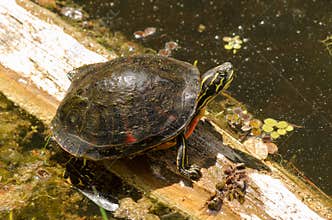Florida Redbelly Turtle (Pseudemys nelsoni)