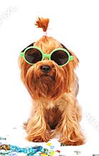 Yorkshire terrier portrait in sunglasses isolated on white