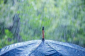 Umbrella