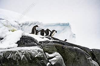 Gentoo Penguins, Antarctica, Travel, Wildlife