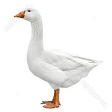 Domestic goose isolated on white