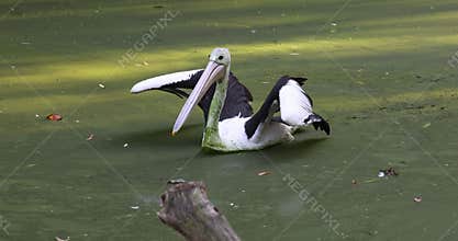 Australian pelican (Pelecanus conspicillatus), large waterbird in pond