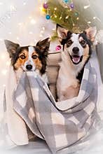 Dogs on a cold winter day