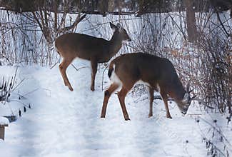 Doe and Buck - White-tailed deer browsing in wintry setting - Odocoileus virginianus