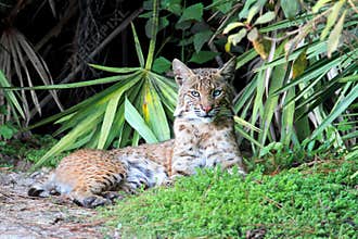 Wild Bobcat (Lynx rufus)