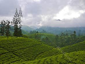 Tea fields close to Nuwara Eliya, Sri Lanka